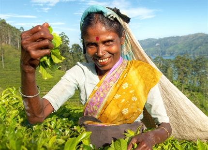FREE 10-point guide to improving tea fermentation